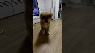 【秋田犬】超慎重派な秋田犬 #cute #大型犬のいる生活