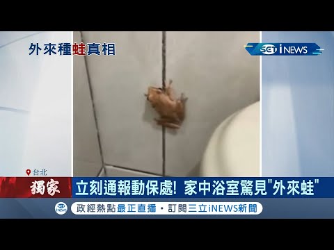 家裡出現樹蛙