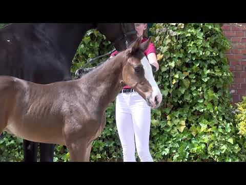 Holsteiner Elite-Fohlenauktion | Nr. 63 v. Million Dollar - Contender