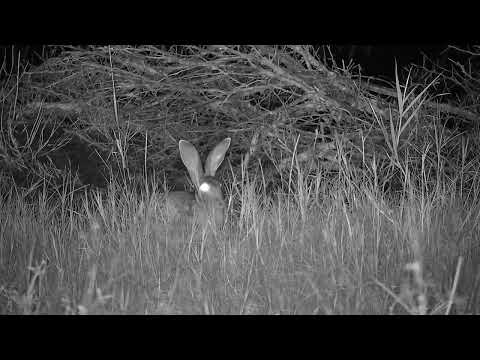 Djuma: Scrub Hare in the old pan - 03:58 - 05/05/2023