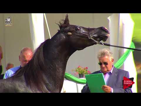 N.68 MP MINOUSKA - 2017 Italian Nationals - 10 Years Old and Older Mares (Class 9)