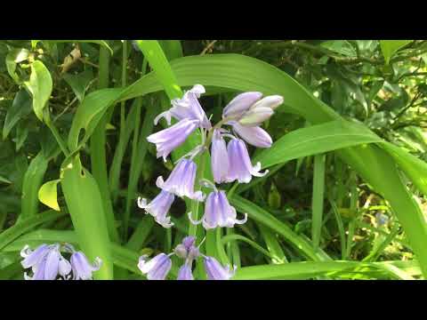 Lockdown Gardening - #5 The English Bluebell