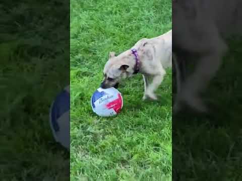 Moxie, an adopted Terrier & American Staffordshire Terrier Mix in Cumberland, RI_image-1