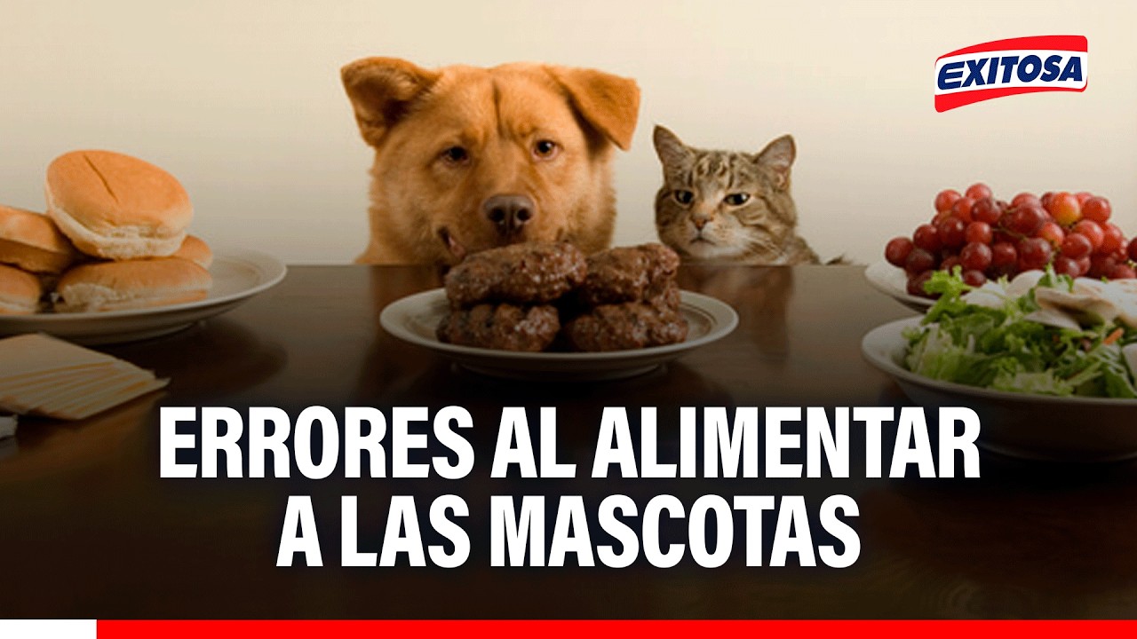 🔴🔵 Errores en alimentos de perros y gatos mayores