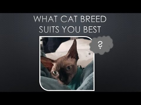 What Cat Breed Suits Your Personality