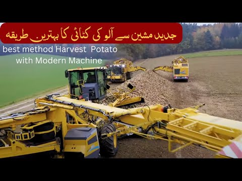 How Harvest Thousand Tons of Potato with Modern Machine | Western  largest Combine Harvester