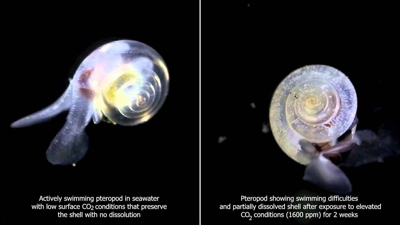 The Effects of Ocean Acidification on Pteropod Shells