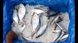 Formalin Checking On Fish Market