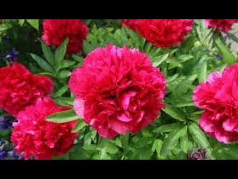 Kako se u jesen orezuje i rasađuje božur (peony)