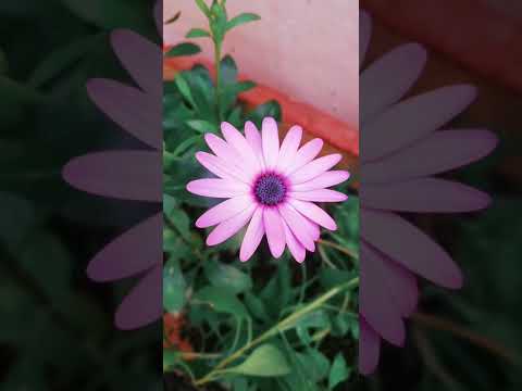 #fleurs #photography #love  #photo #nature #follow #photographer  #photoshoot #naturephotography