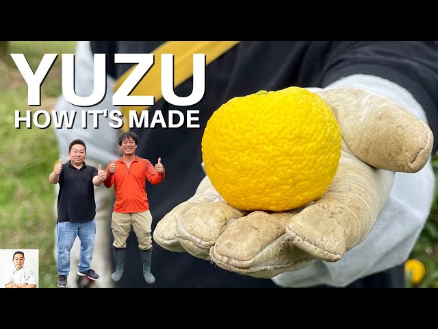 How It's Made: Fresh Yuzu Juice From My Home Town