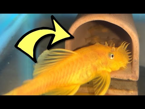 ブラックスポットブルーアイレモンブリストレスプレコの繁殖