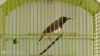 Download lagu Suara burung sogok ontong Arif channel mp3 Download lagu Suara burung sogok ontong Arif channel mp3