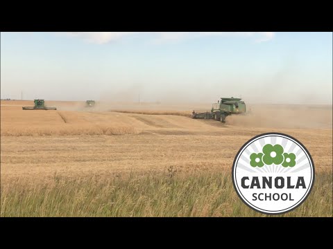 Canola School: What goes in to the swath vs. straight-cut decision