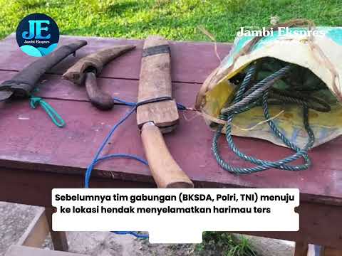 HENDAK DISELAMATKAN, HARIMAU MALANG INI MALAH DIBUNUH WARGA