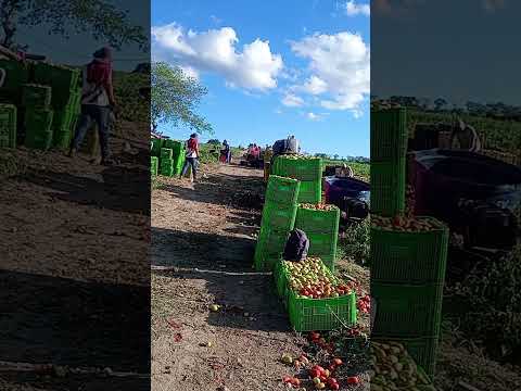 aquelas pessoas de São Joaquim do Monte Pernambuco falta mais pouco