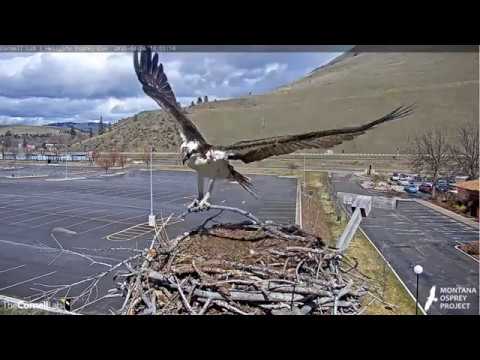 Hellgate Big Stick 2020 04 06 1400