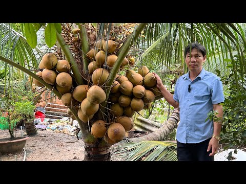 Trọng lượng & lượng nước dừa Mã Lai như thế nào Người trồng cần nên biết liên hệ Cơ sở Minh Hậu 0987639100