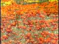 Adams Garden Commercial 2008