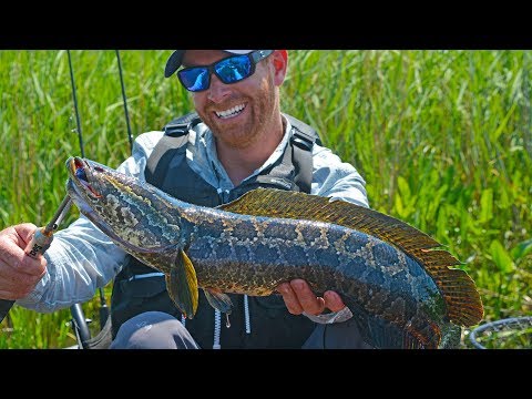 Fishing for Invasive Northern Snakehead (1 of 4) | Field Trips Virginia Video