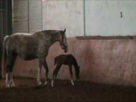 Carneval: Stutfohlen von Colman x Almati