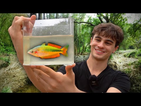 Into the Australian Rainforest - Collecting Wild Fish for Aquariums