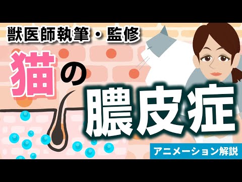 猫の膿皮症 - 原因、症状、治療法 - 猫の膿皮症とは何ですか?