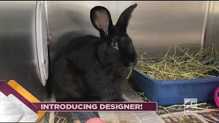 Pet of the Week: Designer, ideal bunny for first time rabbit parents - CityLine - September 24, 2026