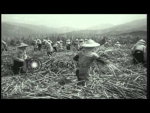 Taiwanese women workers harvest and load sugarcane in Taiwan. HD Stock Footage