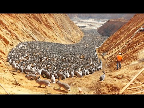 China released a million rabbits into the desert, a year later the world was shocked