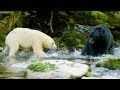 Mother Protects Her Cubs From Huge Black Bear Natural World Ghost Bear BBC Earth