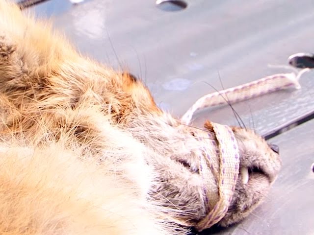 Как ветеринары лису спасали