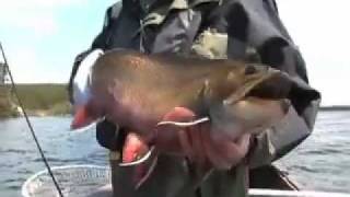 Giant Igloo Lake Brook Trout!