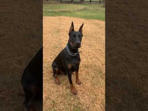 Knox, an adopted Doberman Pinscher in Arlington, VA_image-1