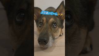 おはようまるちゃん🌞#雑種犬 #犬のいる暮らし #保護犬 #愛犬がいる暮らし #犬のいる生活 #上目遣い