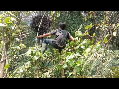 , title : 'ternyata si penguasa langit bersarang di pohon ini, SARANG BURUNG ELANG HITAM'