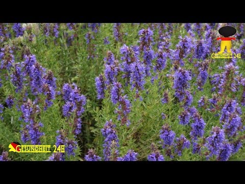 download lagu mp3 mp4 Ysop, download lagu Ysop gratis, unduh video klip Ysop