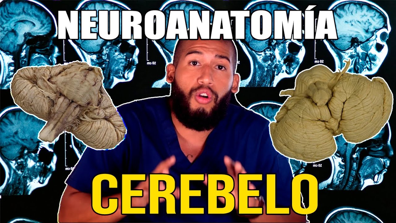 NEUROANATOMÍA - Cerebelo (Lóbulos, Caras, Surcos, Lobulillos y Pedúnculos)