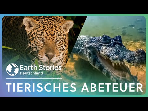 Wildniswunder Brasilien: Eine Doku voller tierischer Abenteuer