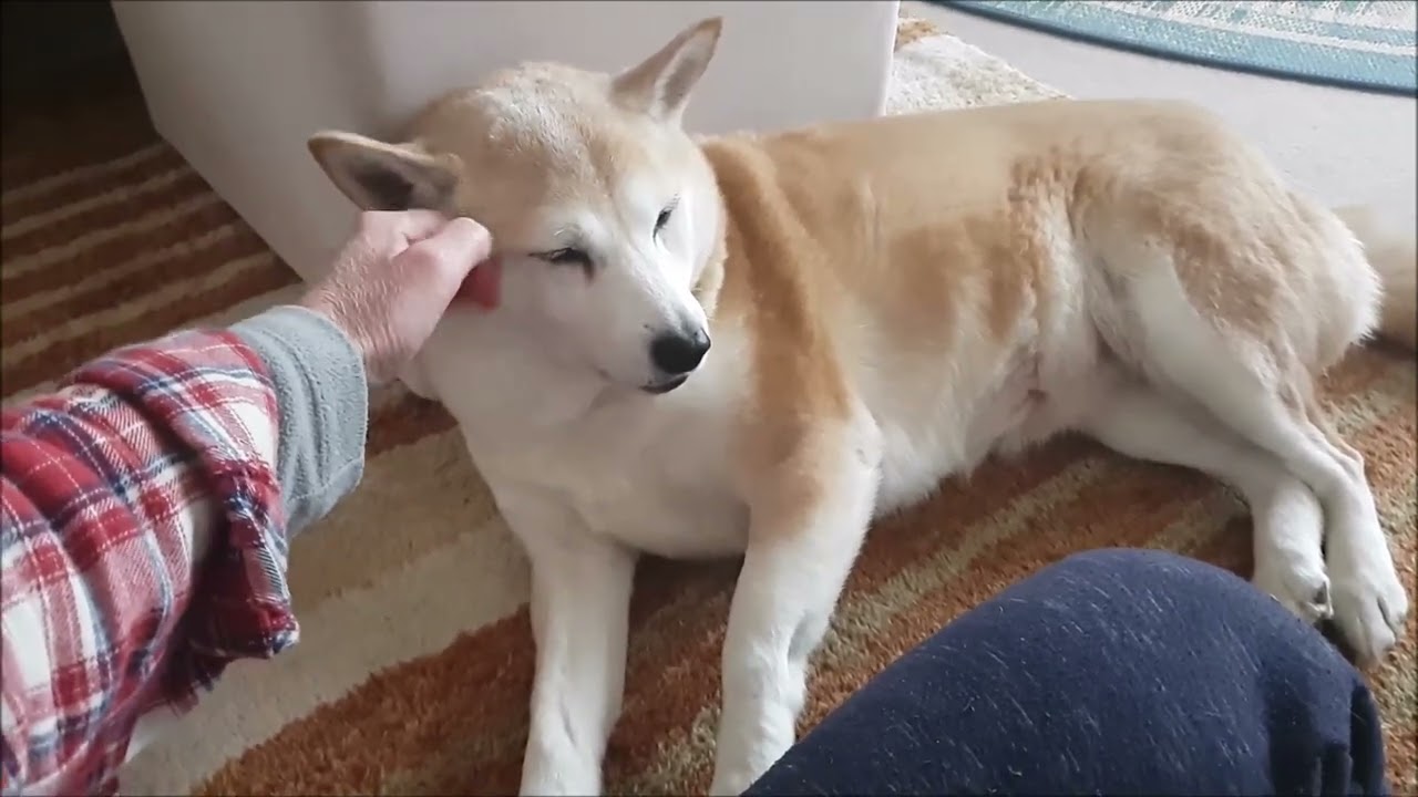 撫で続けて欲しいまったり柴犬