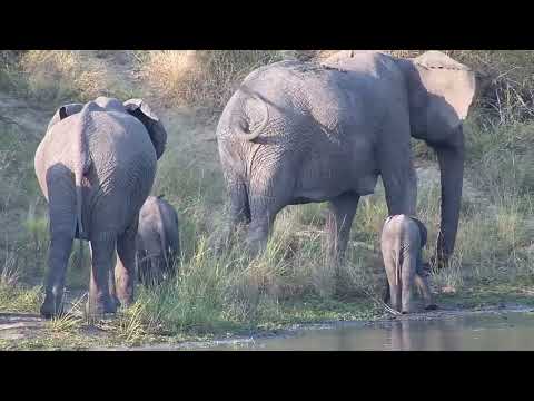 Djuma: Small Elephant herd has a drink at the dam then walks across the wall - 15:55 - 06/04/2023