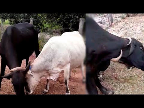 Videos from the Farm, Cow's Horn Entered a Place That Won't Leave Anymore