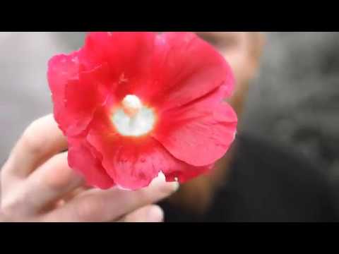 Hush Forever - Life is a black curtain (ThorstenBauerVideo)