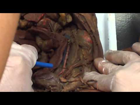 Medicine per eliminazione di parassiti da intestini Analisi del sangue da una vena su parassiti