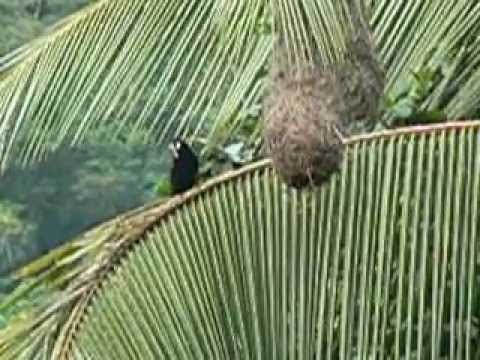 Baudo Oropendola, Antioquia, 2011, www.ecoturs.org
