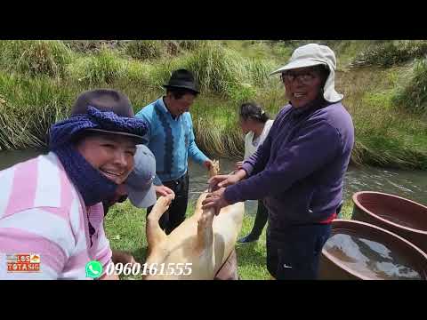 Preparativos de Boda y Recepción en Matrimonio de Freddy y Martins Saquisilí Cotopaxi 2026