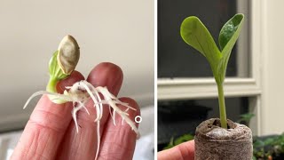 FASTEST way to germinate seeds -  Pellets vs Soil vs Paper Towel