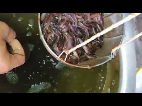 Singi Fish Seed - Wholesale Price & Mandi Rate for Singi Catfish Seed