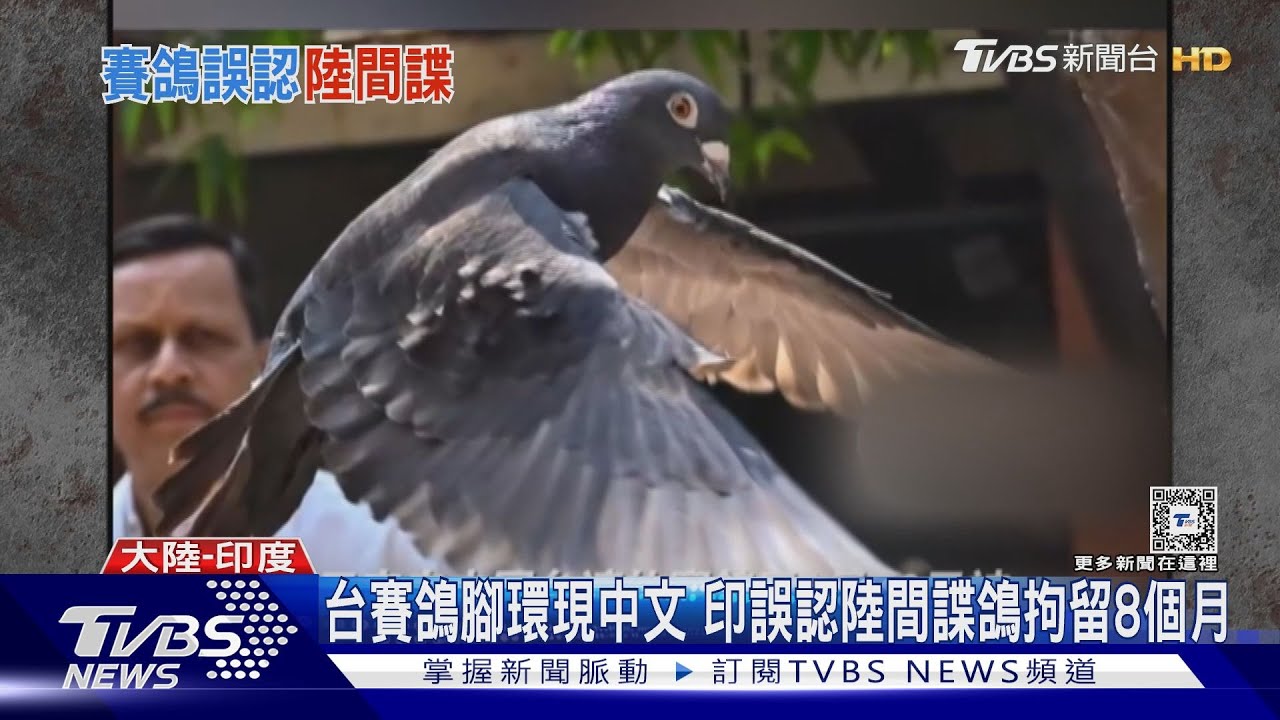 台賽鴿腳環現中文 印誤認陸間諜鴿拘留8個月