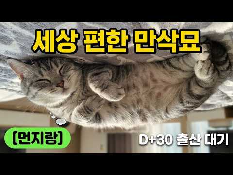 출산 만 기다리다 지친 집사의 넋두리